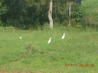 Uganda - Entebbe - Protea Hotel - birds