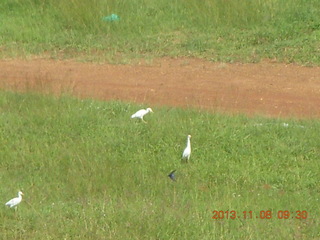23 8f8. Uganda - Entebbe - Protea Hotel - birds
