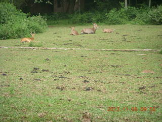 30 8f8. Uganda - Entebbe - Uganda Wildlife Education Center (UWEC) - antelopes and water buffalo