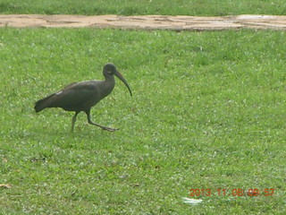 32 8f8. Uganda - Entebbe - Uganda Wildlife Education Center (UWEC) bird