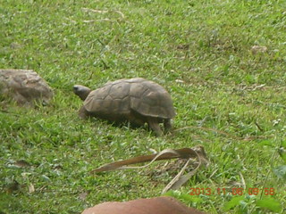 34 8f8. Uganda - Entebbe - Uganda Wildlife Education Center (UWEC) - tortoises