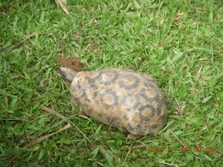 35 8f8. Uganda - Entebbe - Uganda Wildlife Education Center (UWEC) - tortoise