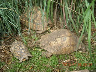 36 8f8. Uganda - Entebbe - Uganda Wildlife Education Center (UWEC) - tortoises