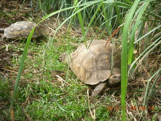37 8f8. Uganda - Entebbe - Uganda Wildlife Education Center (UWEC) - tortoises