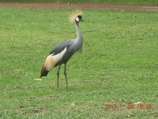 38 8f8. Uganda - Entebbe - Uganda Wildlife Education Center (UWEC) - stork