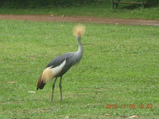 39 8f8. Uganda - Entebbe - Uganda Wildlife Education Center (UWEC) - stork