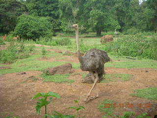 40 8f8. Uganda - Entebbe - Uganda Wildlife Education Center (UWEC) - ostrich