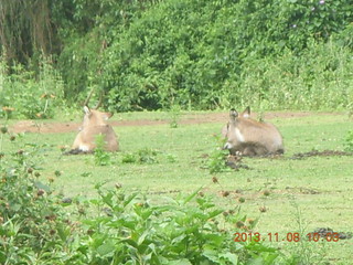 41 8f8. Uganda - Entebbe - Uganda Wildlife Education Center (UWEC) - antelopes