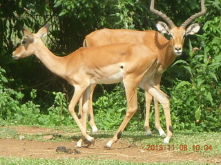 42 8f8. Uganda - Entebbe - Uganda Wildlife Education Center (UWEC) - antelopes