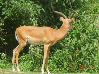 43 8f8. Uganda - Entebbe - Uganda Wildlife Education Center (UWEC) - antelope