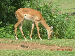 44 8f8. Uganda - Entebbe - Uganda Wildlife Education Center (UWEC) - antelope