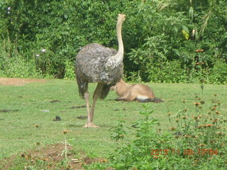 45 8f8. Uganda - Entebbe - Uganda Wildlife Education Center (UWEC) - ostrich