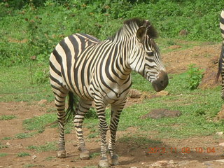 46 8f8. Uganda - Entebbe - Uganda Wildlife Education Center (UWEC) - zebra