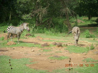 47 8f8. Uganda - Entebbe - Uganda Wildlife Education Center (UWEC) - zebras