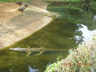 48 8f8. Uganda - Entebbe - Uganda Wildlife Education Center (UWEC) - crocodile