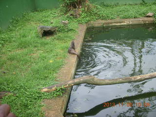52 8f8. Uganda - Entebbe - Uganda Wildlife Education Center (UWEC) - otter