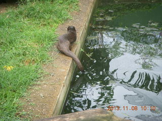 54 8f8. Uganda - Entebbe - Uganda Wildlife Education Center (UWEC) - otter