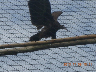 57 8f8. Uganda - Entebbe - Uganda Wildlife Education Center (UWEC) - eagle