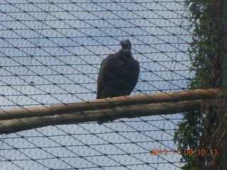 58 8f8. Uganda - Entebbe - Uganda Wildlife Education Center (UWEC) - eagle