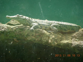 60 8f8. Uganda - Entebbe - Uganda Wildlife Education Center (UWEC) - small crocodile