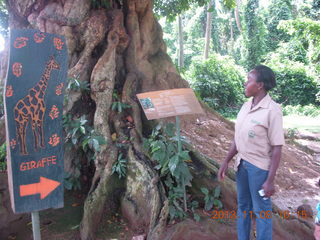 Uganda - Entebbe - Uganda Wildlife Education Center (UWEC) - big tree and our guide