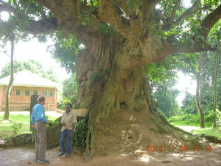 62 8f8. Uganda - Entebbe - Uganda Wildlife Education Center (UWEC) - big tree
