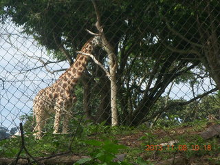 63 8f8. Uganda - Entebbe - Uganda Wildlife Education Center (UWEC) - giraffe