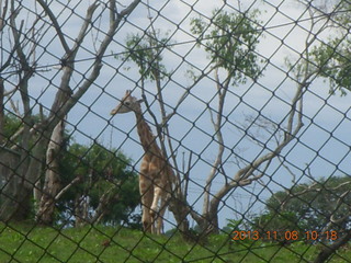 64 8f8. Uganda - Entebbe - Uganda Wildlife Education Center (UWEC) - giraffe