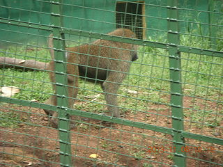 65 8f8. Uganda - Entebbe - Uganda Wildlife Education Center (UWEC) - baboon