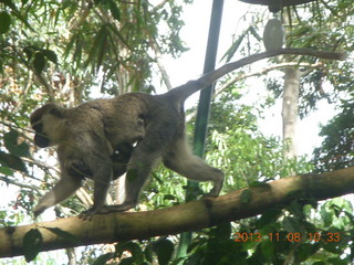 69 8f8. Uganda - Entebbe - Uganda Wildlife Education Center (UWEC) - monkey