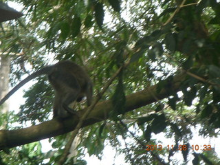 70 8f8. Uganda - Entebbe - Uganda Wildlife Education Center (UWEC) - monkey