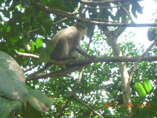 72 8f8. Uganda - Entebbe - Uganda Wildlife Education Center (UWEC) - monkey