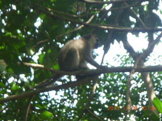73 8f8. Uganda - Entebbe - Uganda Wildlife Education Center (UWEC) - monkey