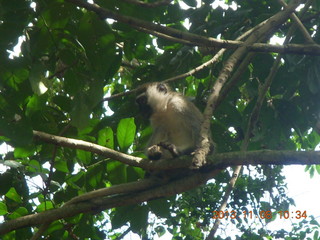 74 8f8. Uganda - Entebbe - Uganda Wildlife Education Center (UWEC) - monkey