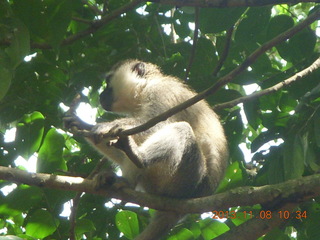 75 8f8. Uganda - Entebbe - Uganda Wildlife Education Center (UWEC) - monkey