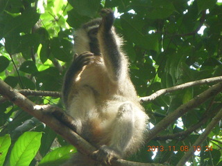 76 8f8. Uganda - Entebbe - Uganda Wildlife Education Center (UWEC) - monkey