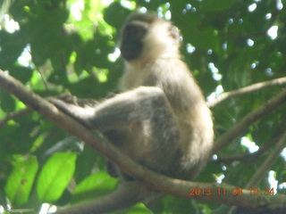 77 8f8. Uganda - Entebbe - Uganda Wildlife Education Center (UWEC) - monkey