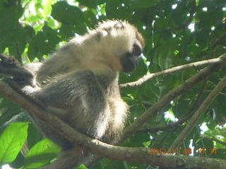 78 8f8. Uganda - Entebbe - Uganda Wildlife Education Center (UWEC) - monkey