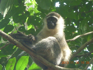 79 8f8. Uganda - Entebbe - Uganda Wildlife Education Center (UWEC) - monkey