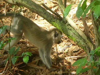 80 8f8. Uganda - Entebbe - Uganda Wildlife Education Center (UWEC) - monkey