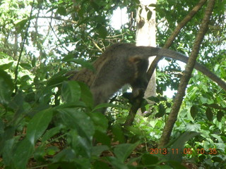 81 8f8. Uganda - Entebbe - Uganda Wildlife Education Center (UWEC) - monkey