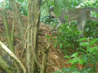 82 8f8. Uganda - Entebbe - Uganda Wildlife Education Center (UWEC) - monkey
