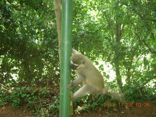 83 8f8. Uganda - Entebbe - Uganda Wildlife Education Center (UWEC) - monkey