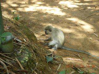 84 8f8. Uganda - Entebbe - Uganda Wildlife Education Center (UWEC) - monkey
