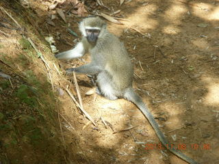 85 8f8. Uganda - Entebbe - Uganda Wildlife Education Center (UWEC) - monkey