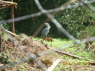 86 8f8. Uganda - Entebbe - Uganda Wildlife Education Center (UWEC) - shoebill bird