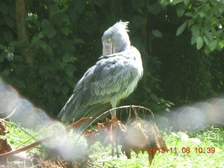 87 8f8. Uganda - Entebbe - Uganda Wildlife Education Center (UWEC) - shoebill bird