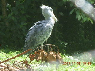 88 8f8. Uganda - Entebbe - Uganda Wildlife Education Center (UWEC) - shoebill bird
