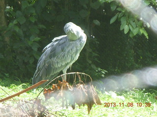 89 8f8. Uganda - Entebbe - Uganda Wildlife Education Center (UWEC) - shoebill bird