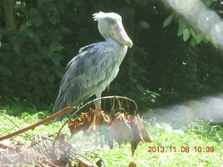 90 8f8. Uganda - Entebbe - Uganda Wildlife Education Center (UWEC) - shoebill bird